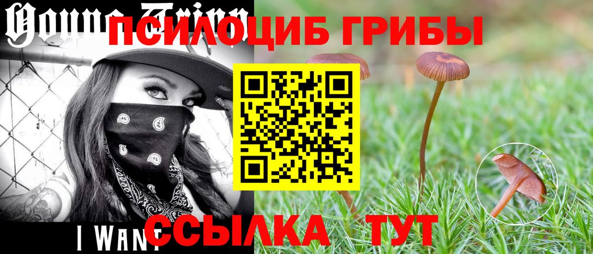 Псилоцибиновые грибы мицелий  Вход с VPN  Галлюциногенные грибы Cubensis  Волгоград 